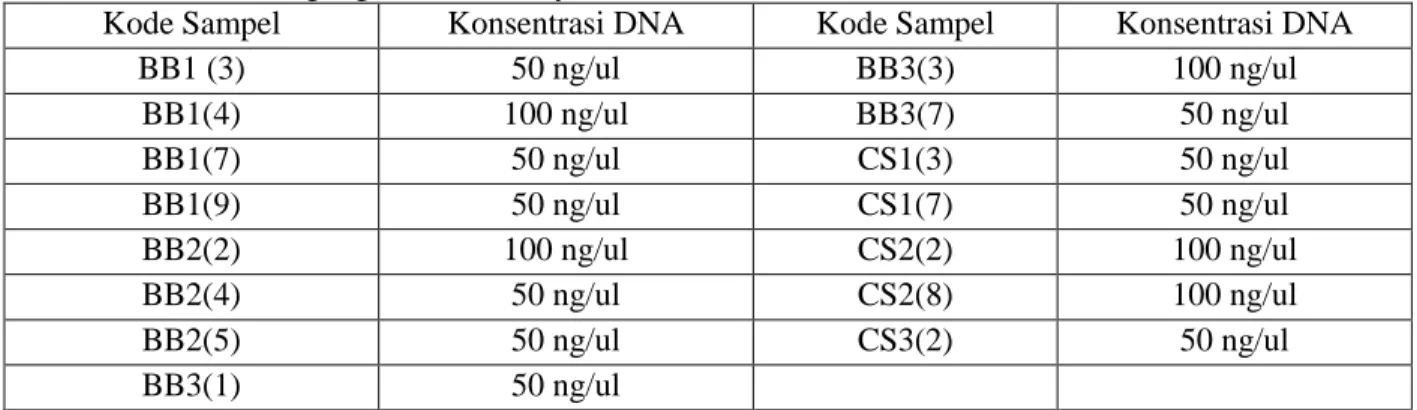 Tabel  1  :  Konsentrasi  DNA  (BB1-BB3  =  Jagung  Lokal  Biralle  Bakka  Didi  Asal  Takalar,  Sulawesi  Selatan, CS1-CS3 = Jagung Karotenoid Syn 3 asal CIMMYT) 