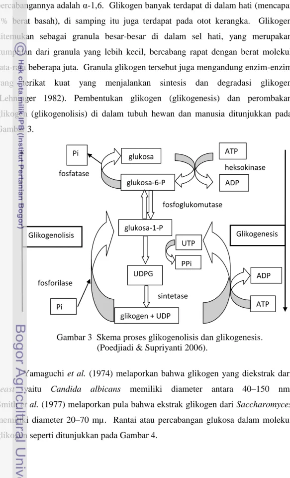 Gambar 3  Skema proses glikogenolisis dan glikogenesis.  