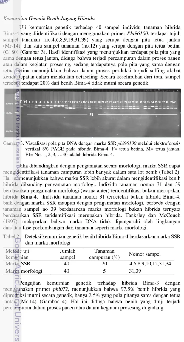 Gambar 3. Visualisasi pola pita DNA dengan marka SSR phi96100 melalui elektroforesis  vertikal  6%  PAGE  pada  hibrida  Bima-4