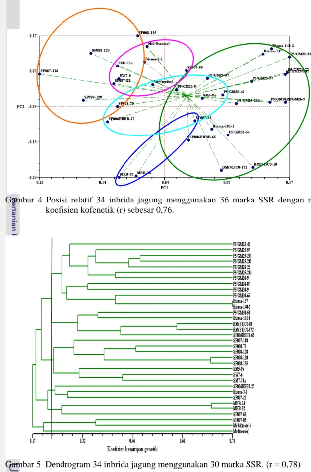 Gambar 4 Posisi relatif 34 inbrida jagung menggunakan 36 marka SSR dengan nilai  koefisien kofenetik (r) sebesar 0,76