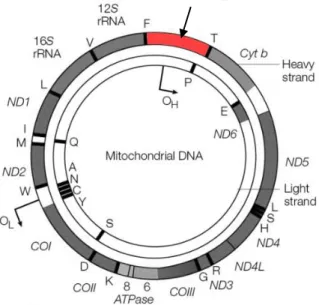 Gambar  3. D-Loop  pada  DNA  mitokondria  (diadaptasi  dari  Taylor,  2005) 