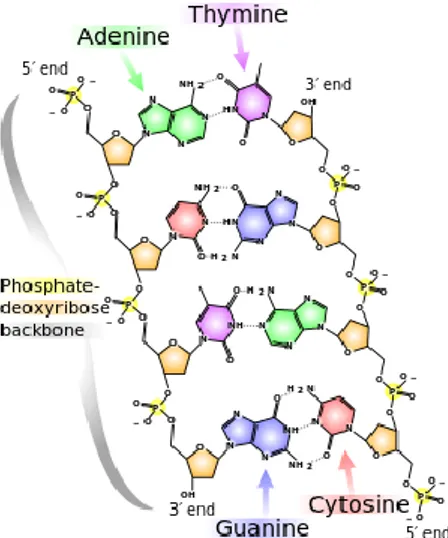 Gambar  4. Struktur DNA.  Pasangan  basa  adenin  dengan  timin  dan  guanin  dengan  sitosin (Jim, 2007) 