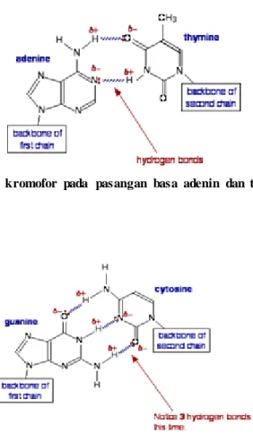 Gambar  5. Gugus kromofor  pada  pasangan  basa  adenin  dan  timin  (Jim,  2007) 
