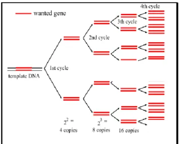 Gambar  2. Kurva  amplifikasi  eksponensial pada  PCR.  Setiap  siklus,  template DNA digandakan  menjadi  dua  kalinya  (Vierstraete, 1999) 