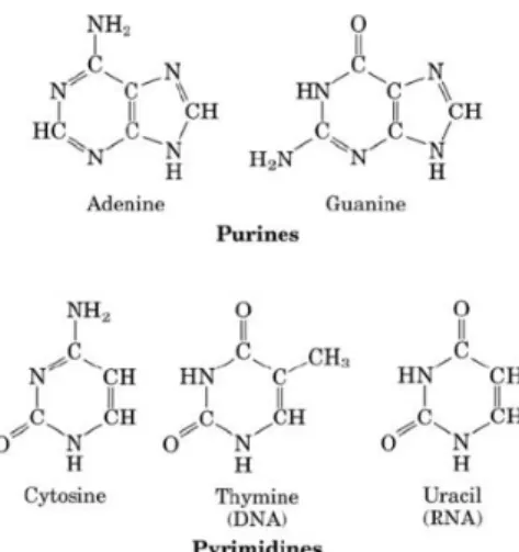 Gambar 2.2. Struktur Purin dan Pyrimidin (16) . 