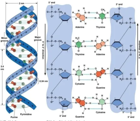 Gambar 2.3. Struktur Heliks Ganda DNA (19) . 