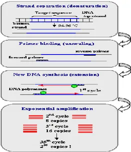 Gambar 2.4 Siklus PCR(26). 