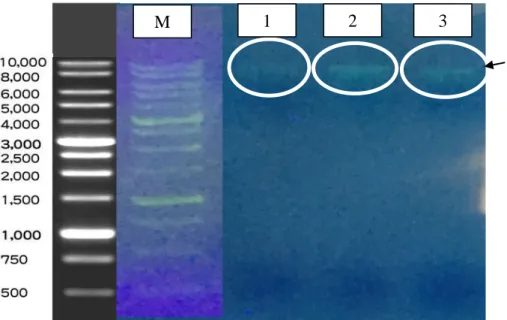 Gambar 4.1 Hasil Elektroforesis isolasi DNA kontrol pada gel agarosa 0,8% 
