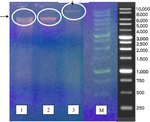 Gambar 4.2. Hasil elektroforesis isolasi DNA sampel beef burger pada gel agarose 0,8% 