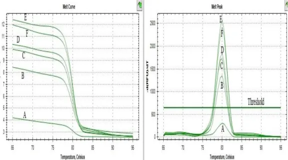 Gambar 4.6 Hasil melt curve sensitivitas primer for pig detection macrogen ®  pada RT-PCR