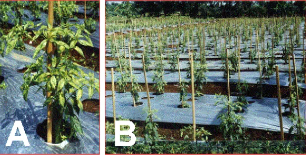 Gambar 1. Tingkat  keparahan  dari  serangan  patogen  CMV  pada  masa  pertumbuhan  vegetatif  tanaman  cabai  menyebabkan  pertanaman  mengalami  kegagalan  produksi  (puso)