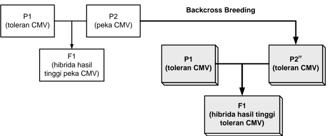 Gambar 4. Skema perakitan varietas hibrida unggul hasil tinggi dan toleran CMV 