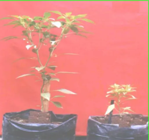 Gambar 1.  Penampakan  morfologi  tanaman  rentan  (kanan)  dan  tanaman  tahan  (kiri)  setelah  diinokulasi  CMV  secara  mekanik