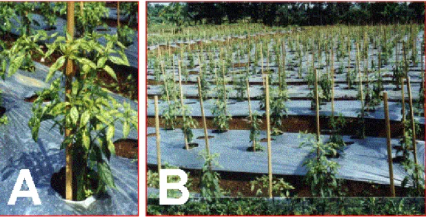 Gambar 1.  Tingkat keparahan dari serangan patogen CMV pada masa pertumbuhan vegetatif  tanaman cabai menyebabkan pertanaman mengalami kegagalan produksi (puso).