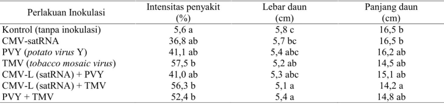 Tabel 2. Intensitas penyakit, lebar dan panjang daun tanaman cabai yang terinfeksi tunggal CMV-satRNA dan infeksi ganda dengan TMV dan PVY