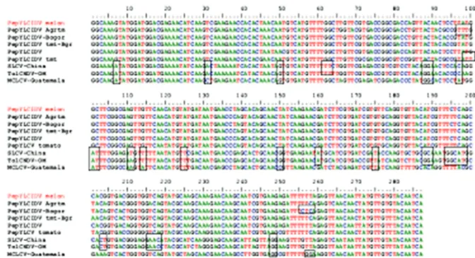Gambar 5. Homologi sekuen nukleotida dari sebagian sekuen yang mengkode coat protein Begomovirus pada sampel uji (PepYLCIDV-melon) dengan beberapa virus anggota Begomovirus lain yang telah  di-publikasi di database NCBI melalui analisis multiple sequence a