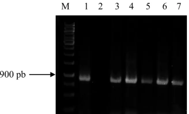 Gambar 2  Pita DNA hasil amplifikasi menggunakan teknik polymerase chain reaction dengan  primer universal Begomovirus SPG1/SPG2