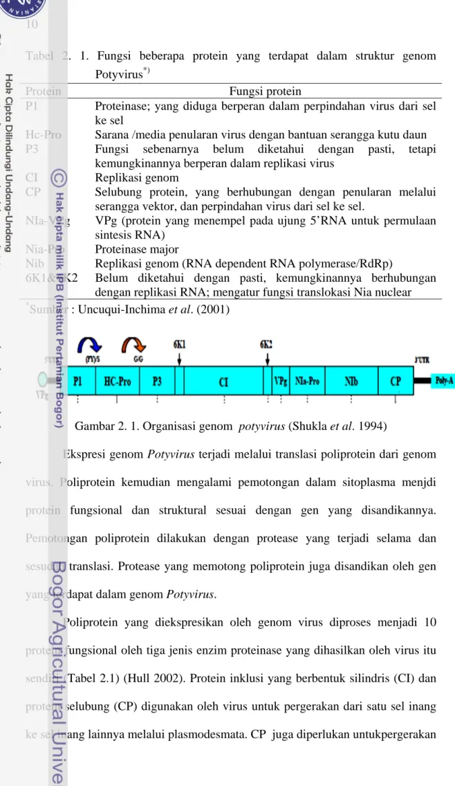 Tabel 2. 1. Fungsi beberapa protein yang terdapat dalam struktur genom  Potyvirus *) 