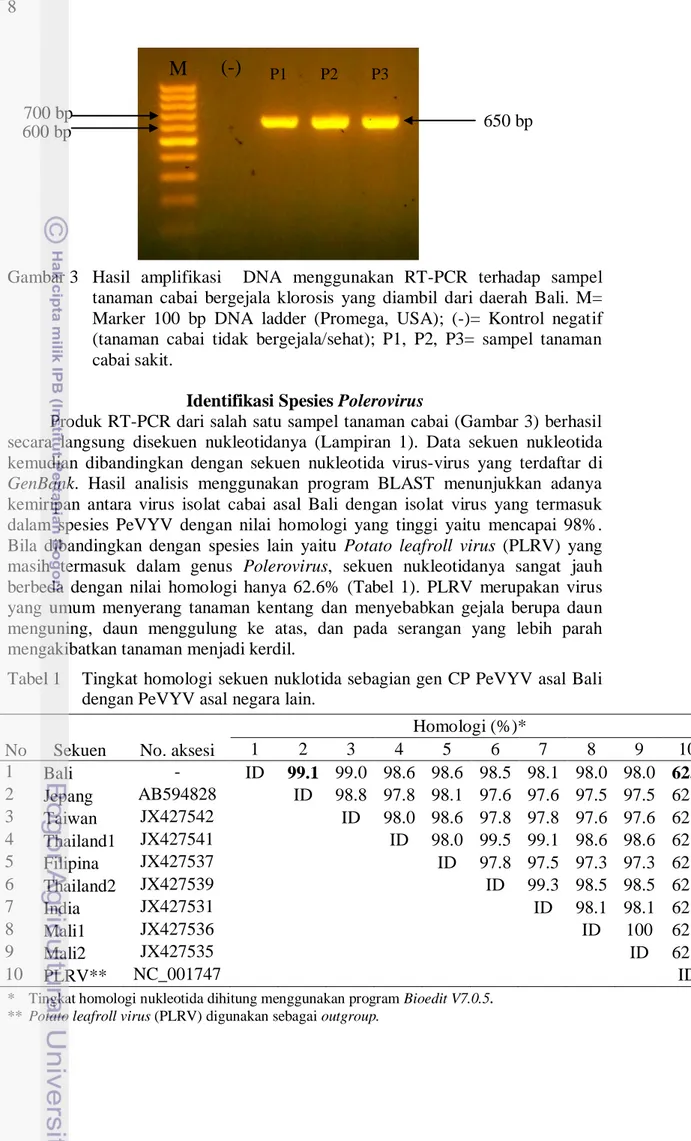 Gambar 3  Hasil  amplifikasi    DNA  menggunakan  RT-PCR  terhadap  sampel  tanaman  cabai  bergejala  klorosis  yang  diambil  dari  daerah  Bali