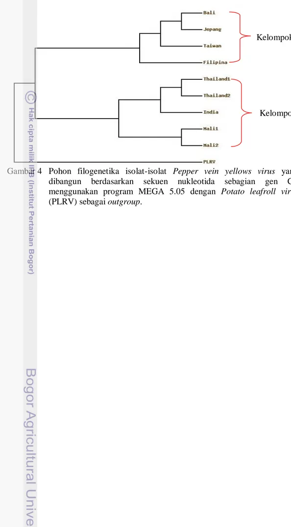 Gambar 4  Pohon  filogenetika  isolat-isolat  Pepper  vein  yellows  virus  yang  dibangun  berdasarkan  sekuen  nukleotida  sebagian  gen  CP  menggunakan  program  MEGA  5.05  dengan  Potato  leafroll  virus  (PLRV) sebagai outgroup