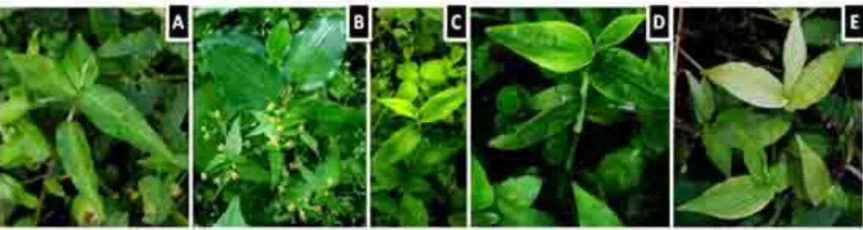 Gambar 1. Karakteristik gejala mosaik pada gulma Commelina spp. 
