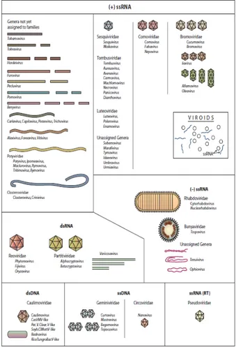 Gambar 4. Diagram skematik dari famili dan genus dari virus  dan viroid yang menginfeksi tanaman, Sumber : Agrios (2005) 