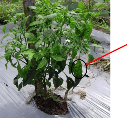 Gambar 4.  Daun tanaman  cabai merah  yang terserang  hama trips  berwarna  keperakan dan  mengeriting  (Sumber: Foto  langsung) 