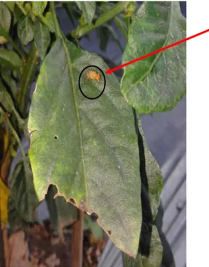 Gambar 5. Lalat buah dewasa  pada tanaman cabai merah  (Sumber: Foto langsung) 