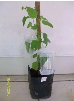Gambar 2 Gulma babadotan, Ageratum conyzoides. 