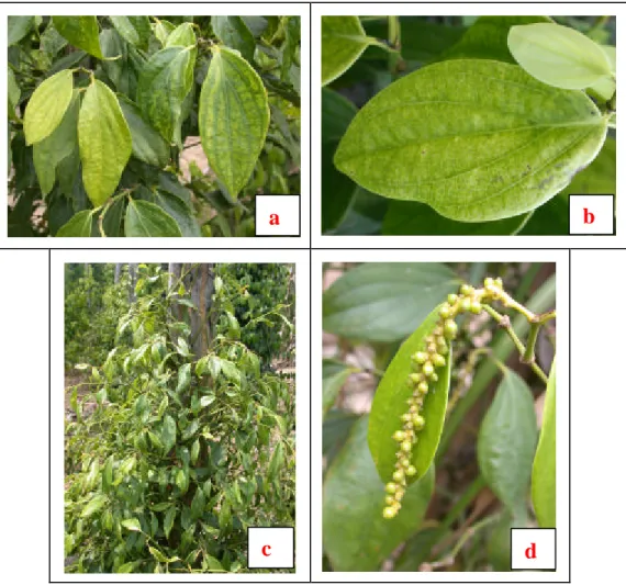 Gambar 1  Gejala tanaman yang terinfeksi virus di lapangan, (a) malformasi daun,  (b) bercak klorotik/mottle, (c) keriting,  (d) dompolan buah yang tidak  terbentuk sempurna 