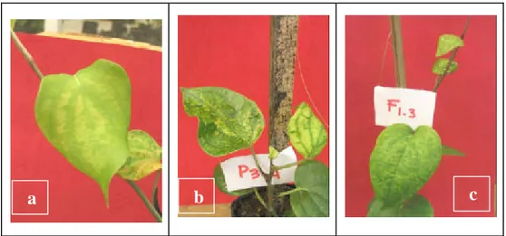 Gambar 6   Gejala yang muncul pada tanaman lada hasil penularan, (a)  belang,  (b) malformasi, (c) bercak klorotik, setelah diinokulasi virus dengan  vektor P.minor  dan  F.virgata