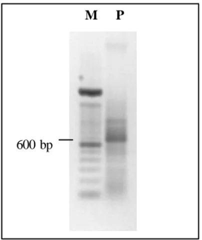 Gambar 8   Hasil PCR PYMV asal Bogor pada agarose gel 1,5% TBE, yang  dianalisa lebih lanjut dengan  sequencing;   (M) Marker 100 bp        (P) PYMV asal Bogor