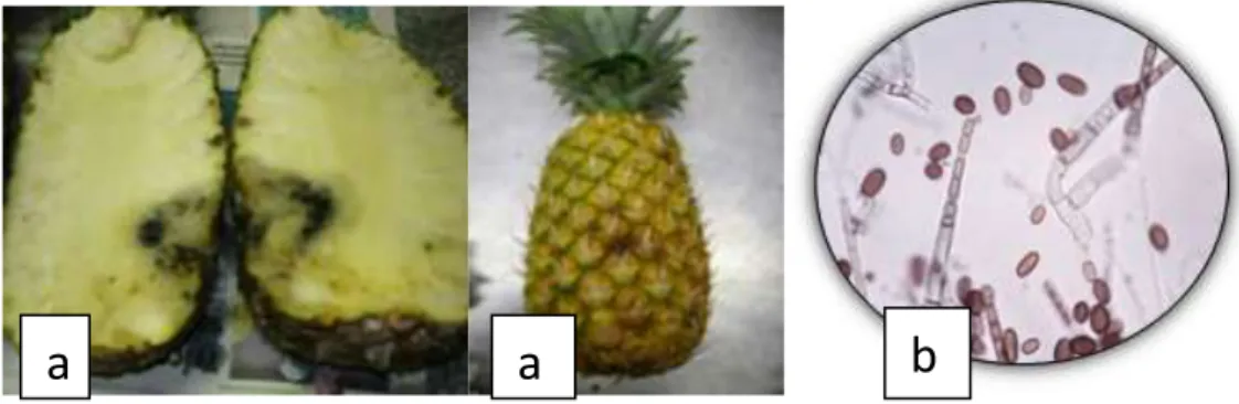 Gambar 6 . (a) Busuk buah  pangkal atau busuk lunak  secara makrokopis   (b) Ceratocystis paradoxa