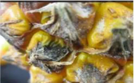 Gambar 7. Busuk kering nanas (Sumber: Widiastuti et al., 2015) 