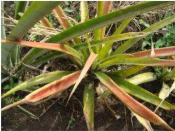 Gambar 9. Gejala tanaman nanas terserang penyakit layu. 