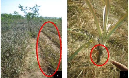 Gambar 12 Gejala serangan uret Lepidiota sp.; (a) bagian yang dilingkari merupakan tanaman yang terserang uret (tanaman layu dan daun berwarna kuning), (b) bagian yang dilingkari merupakan akar tanaman yang rusak terserang uret.