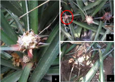 Gambar 14 Gejala serangan tikus Rattus sp.; (a) bekas gigitan pada buah nanas, (b) bagian yang dilingkari menunjukkan hilangnya buah nanas dari tanamannya, (c) lubang sarang tikus.