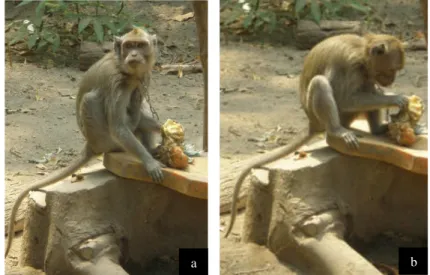 Gambar 17 Monyet ekor panjang (M. fascicularis); (a) ciri khas monyet ekor panjang dengan panjang ekor melebihi panjang kepala serta tubuhnya dan memiliki jambul, (b) M