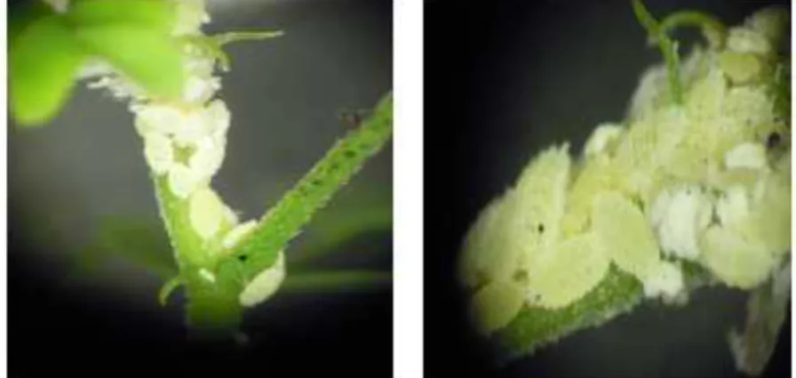 Gambar 1. Ferrisia Virgata hidup berkelompok pada batang dan daun semai tanaman sengon