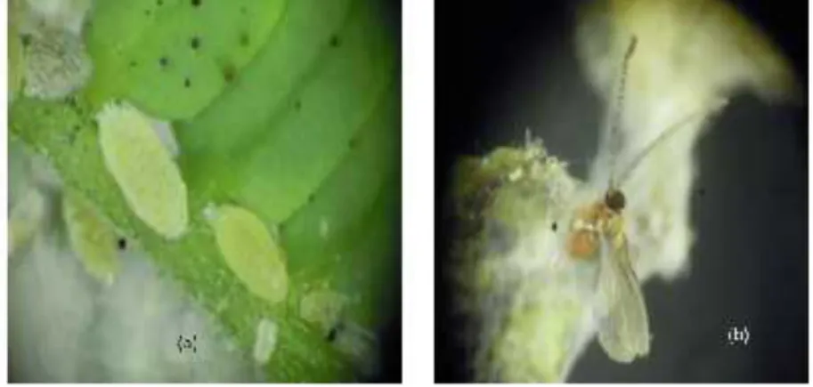 Gambar 3. F. virgata betina (a)  dan serangga jantan dewasanya (b).