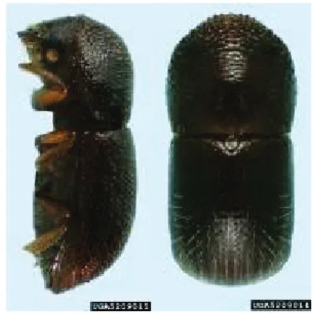 Gambar 6. Imago  X. compactus Eichhoff  (Sumber: www.coffeeterms.com) 