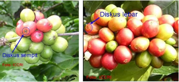 Gambar 2. Fenologi diskus buah kopi yang diduga berpengaruh terhadap presepsi H. hampei dalam penemuan tanaman inang