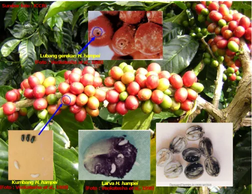 Gambar 1. Fenologi buah kopi dan gejala serangan hama PBKo (foto dari berbagai sumber; ICCRI, Venkatesha et al., 1998).