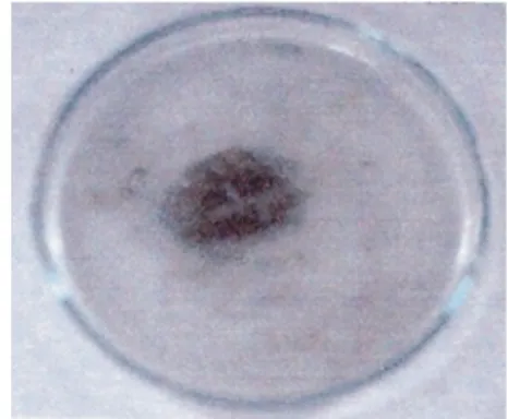 Gambar 3.  Larva  A.  ipsilon  (Larvae  of A. 