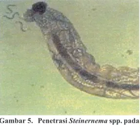Gambar 5.  Penetrasi Steinernema spp. pada  larva (Penetration of Steinernema  spp. larvae) (pembesaran 4,5x) (Sumber: Anonim 2004 a)
