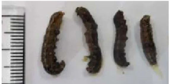 Gambar  4.  Larva  Spodoptera  litura  yang    terinfeksi  nematoda  entomopatogen. 