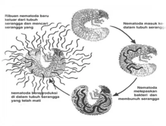 Gambar 2. Siklus Hidup Nematoda Entomopatogen 