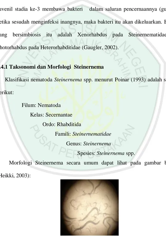 Gambar 2.1 : Morfologi nematoda entomopatogenik genus Steinernema.