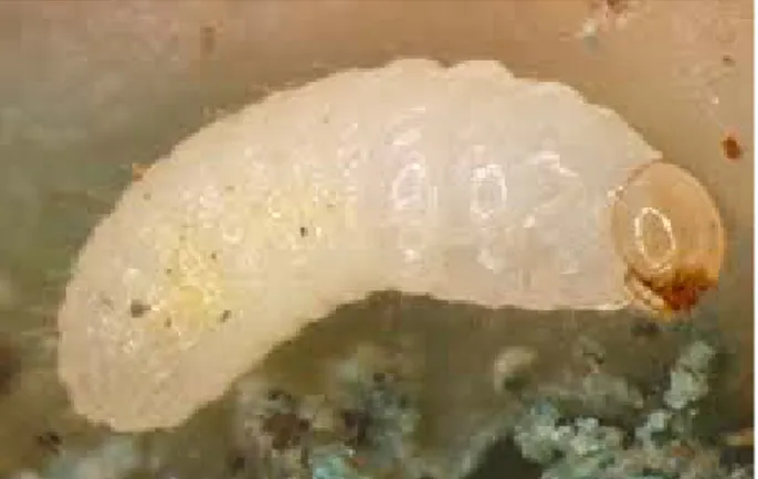 Gambar 3. Larva Hypothenemus hampei Ferr. 