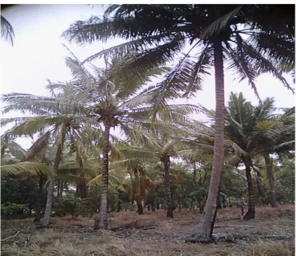 Gambar 1. Kondisi tanaman kelapa di dusun Buludua. 